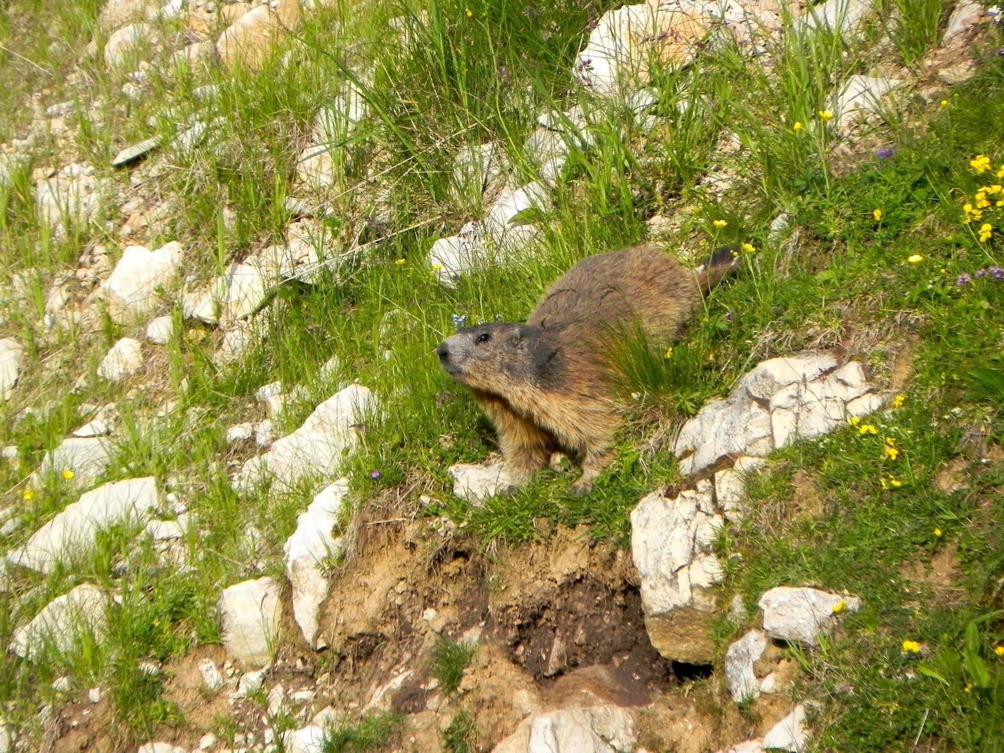 Rifugio Monte Baldo Otel Avio Dış mekan fotoğraf